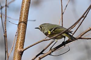 068 Kinglet, Ruby-crowned, 2023-04138103 Broad Meadow Brook, MA